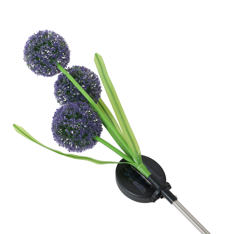 Solcelle Blomst, Prydløg (Allium)