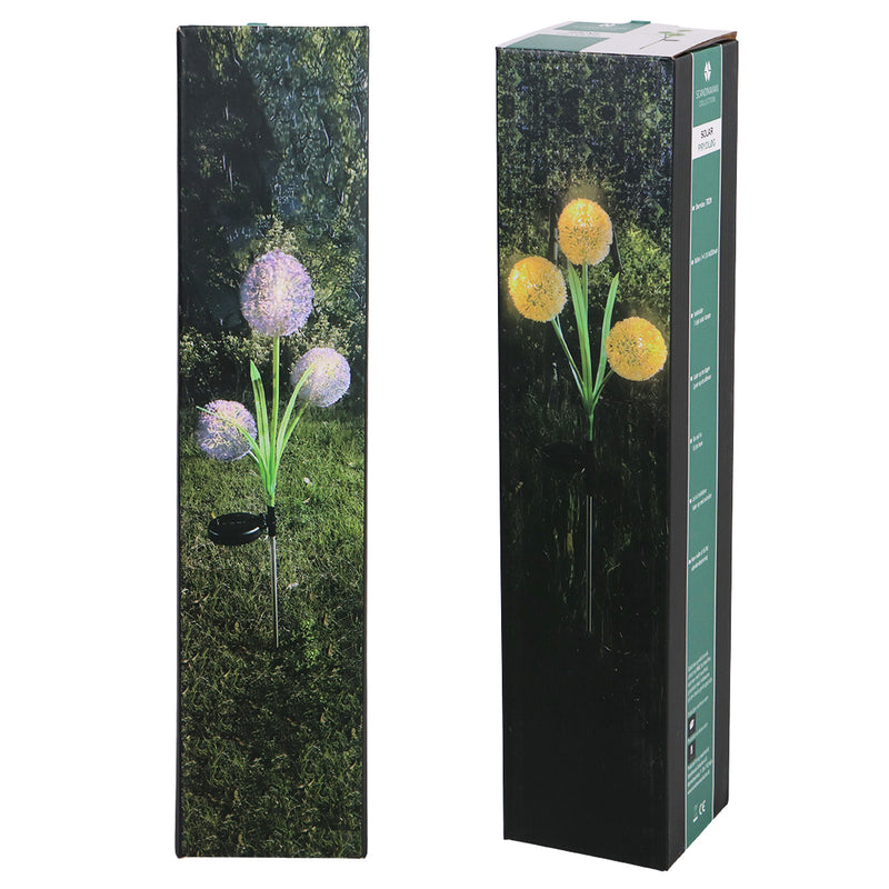 Solcelle Blomst, Prydløg (Allium)