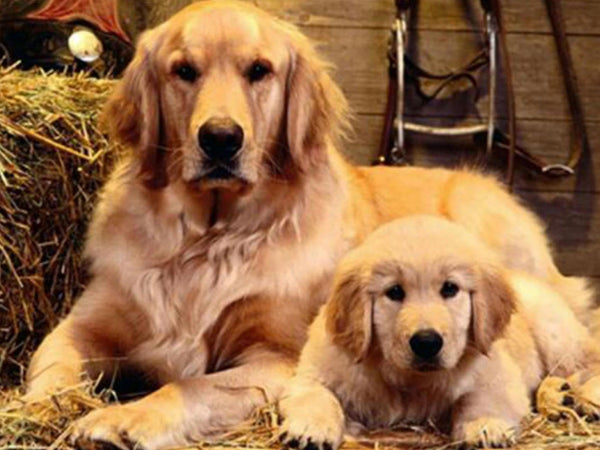 Golden Retriever - 30x40cm