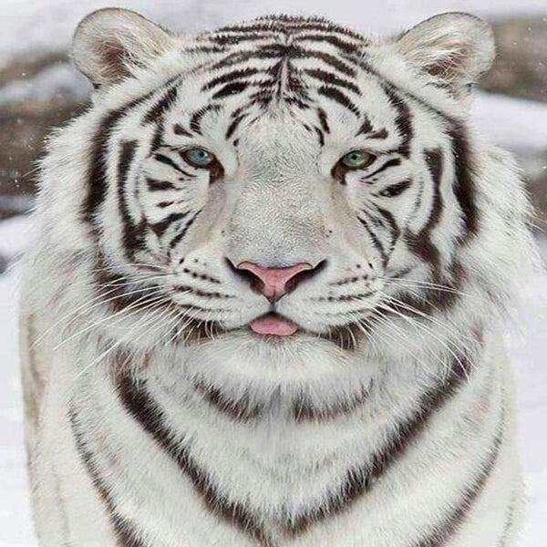 Hvid Tiger - 20x20cm