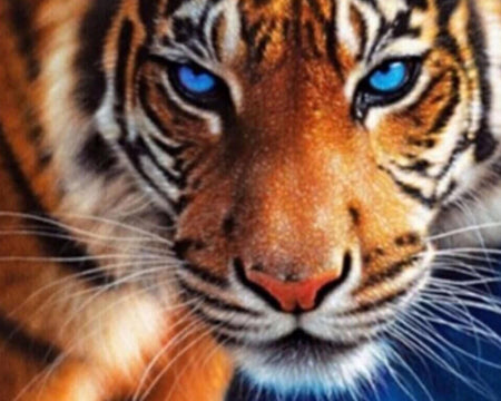 Tiger Med Blå Øjne - 40x50cm